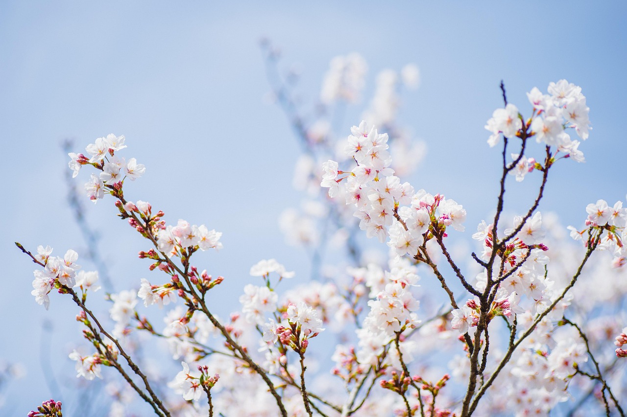 保険外サービス